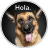Perritos 2 24