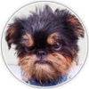Perritos 2 25