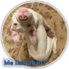 Perritos 2 26