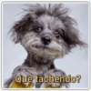 Perritos 2 28