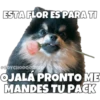 Perritos 28