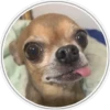 Perritos 2 29