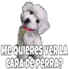 Perritos 29