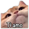 GATO CON FRASES PARA LIGAR 29
