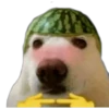 Застенчивый 6