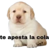 Perritos 2 9