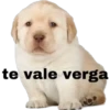 Perritos 2 10