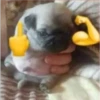 Застенчивый 22