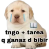 Perritos 2 13