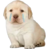 Perritos 2 14