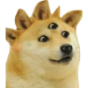 Perros Memes 7
