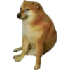 Perros Memes 8