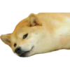 Perros Memes 10