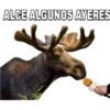 ALCE ALGUNOS AYERES