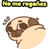 Perritos Pug  3 13