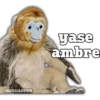 @BOSHADDER
yase
ambre