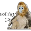 achiga
pq
@BOSHADDER