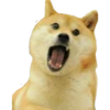 Perros Memes 16