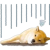 ︎Perro disfa2︎ 16