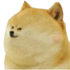 Perros Memes 17