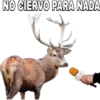 NO CIERVO PARA NADA