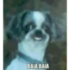 BAIA BAIA