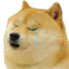 Perros Memes 23