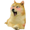 Perros Memes 24