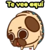 Perritos Pug  3 22