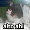 HÁMSTERS 17