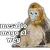 mesalio
mago el
wey
@BOSHADDER