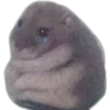 HÁMSTERS 19