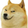 Perros Memes 28