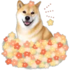 ︎Perro disfa2︎ 23