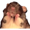 HÁMSTERS 22