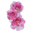animales y plantas 6