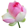 Pink Flowers @ykinanah 7