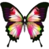 animales y plantas 7