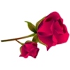 Flores rojas 5