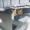 Gatitos que curan la depresión 5