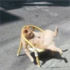 Gatitos que curan la depresión 7