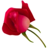 Flores rojas 7