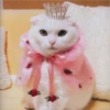 Gatitos que curan la depresión 8