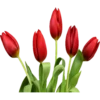 Flores rojas 11