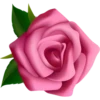 Pink Flowers @ykinanah 8