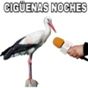 CIGÜENAS NOCHES