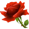 Flores rojas 13