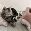 Gatitos que curan la depresión 11