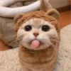Gatitos que curan la depresión 12