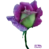 animales y plantas 20